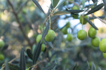 Close-Up of Ripe Olive on Tree Branch – Olive Tree Leaves and Fruit in Natural Sunlight for...
