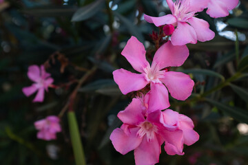 Pink Oleander Flower (Nerium oleander) in Sunlight – Close-Up of Delicate Blossoms on a Toxic Yet...