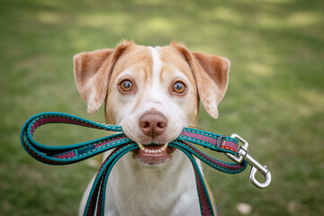 Close-up of cute dog holding leash in mouth, eager to go for a walk