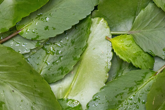 Fresh green Kalanchoe pinnata leaves close-up texture background. Also known as Patharchatta, Miracle Leaf, and Cathedral Bells plant.