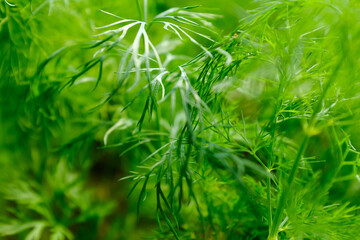 Close-Up of Fresh Green Dill Herb Growing in Garden Soil – Organic Culinary Herb with Aromatic Leaves in Natural Outdoor Environment