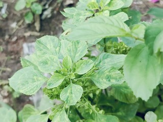 Green leaves captured in a close-up perspective, showcasing their veins, smooth surfaces, and vibrant color. A relaxing and natural image representing growth, 
