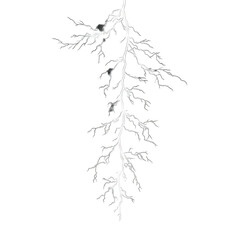 Root system, branching, intricate detail