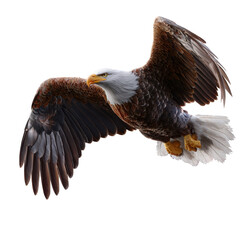 Obraz premium Majestic bald eagle soaring through the sky with its wings spread wide in search of food