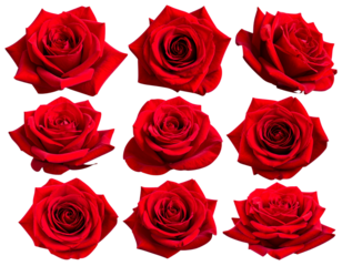 set of red rose flowers, isolated on transparent background