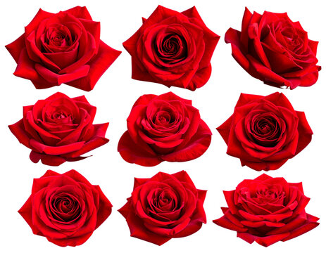 set of red rose flowers, isolated on transparent background - Powered by Adobe