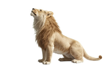 Obraz premium Proud lion sitting and looking upward