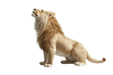 Proud lion sitting and looking upward