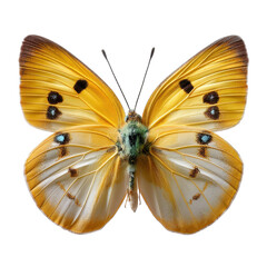Fototapeta premium Colorful butterfly perched on a leaf in the garden during sunny afternoon hours showcasing delicate wings and intricate patterns