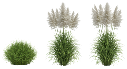 Three distinct ornamental grass clumps on a transparent background with soft studio lighting; left is dense green, middle & right are mature pampas grass with silvery-white plumes. Concept of
