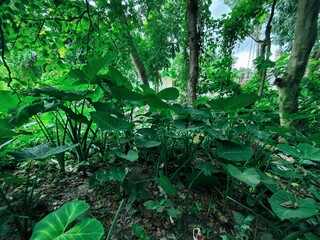 Fototapeta premium Lush green branches and fresh foliage create a serene outdoor scene, symbolizing tranquility, growth, and vitality. 