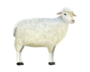 White sheep watercolor isolated illustration. Hand drawn cute farm animal clip art in realistic style. Lamb sketch for village countryside designs and kids goods