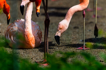 Great Flamingo in Prague Zoo. Close-up of the head and beak of a flamingo bent down to the ground.