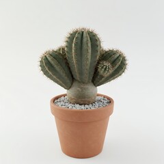 A cactus in a terracotta pot with pebbles, clean environment set on isolated background