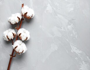 콘크리트 위의 목화 한 줄기 Single Cotton Branch on Concrete Background