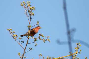 Common Rosefinch (Male) Bathed in Spring Light on Budding Branch