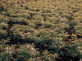 A cultivated field of Ipomoea aquatica (water spinach) with rows of green leafy plants and small...