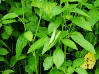 Close-up of green leaves highlighting natural beauty and freshness