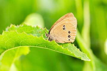 butterfly on leaf