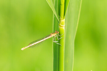 dragonfly on a green leaf
