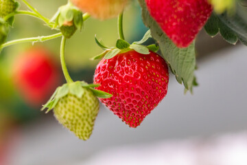 strawberries in the garden