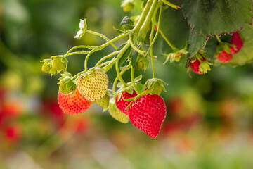 strawberries in the garden