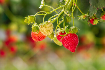 strawberries in the garden
