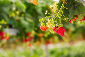 strawberries in the garden