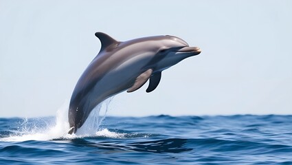 Fototapeta premium dolphin jumping out of water