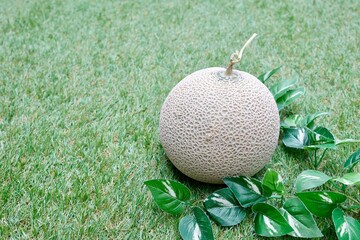 芝生の上に置かれたマスクメロン（アールスメロン）と緑背景のコピースペース