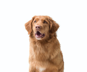 Portrait of a healthy Nova Scotia Duck Tolling Retriever