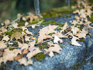 Photo of autumn foliage and tree in italian appennino