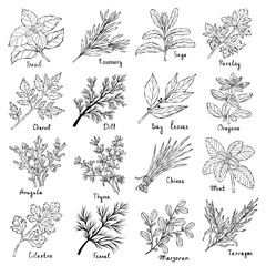 Herbs hand drawn vector illustrations set. Food sketch. Cooking plants. Packaging design. Culinary herbs whimsical monochrome drawing collection