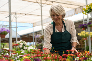 Senior woman working in greenhouse taking care of colorful flowers