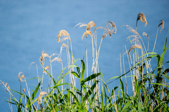 reeds and grass in the lake against blue sky