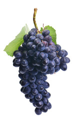 Bunch of grapes isolated on white