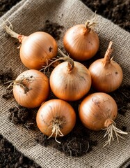 Organic Onion Bunch with Roots