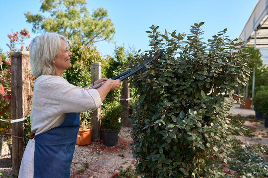 Gardener trimming hedge in plant nursery on sunny day