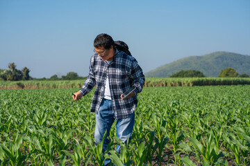 Agronomist Using Technology in Agricultural Corn Field. Farmer Agronomist Inspecting Corn with a Tablet.