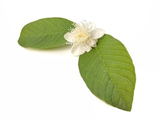 Guava leaves and flower isolated on white background