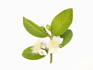 Guava leaves and flower isolated on white background