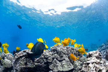 A vibrant school of yellow tang fish swim gracefully over volcanic rock formations off the coast of...