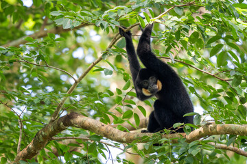 Southern Yellow-cheeked Crested Gibbon - Nomascus gabriellae, beautiful brown gibbon monkey from...