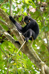 Southern Yellow-cheeked Crested Gibbon - Nomascus gabriellae, beautiful brown gibbon monkey from canopy of tropical forests in Southeast Asia, Vietnam.
