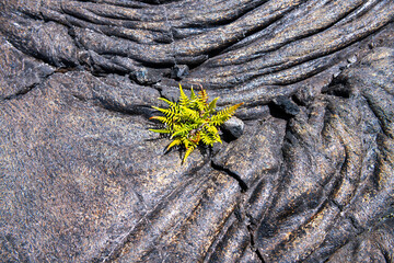 Native Hawaiian plants emerge defiantly from lava fields on the Big Island, symbolizing nature’s...