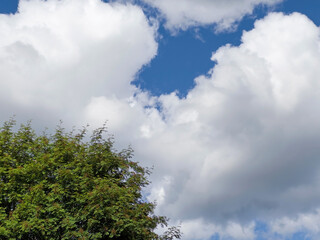 bright blue sky with fluffy white clouds and tree