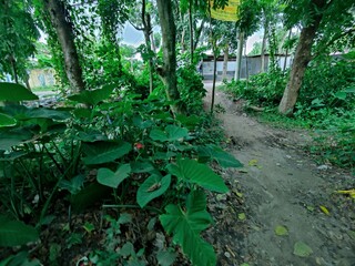 Obraz premium Close-up of green leaves highlighting natural beauty and freshness