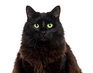 Black Cat with Green Eyes Sitting Still Isolated