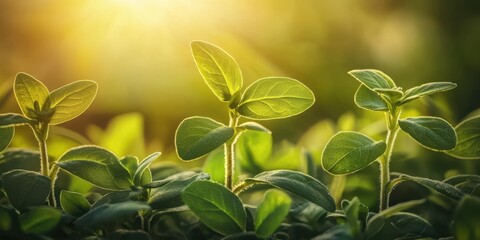 Young Green Seedlings In Sunlit Garden. Growth And Renewal In Nature