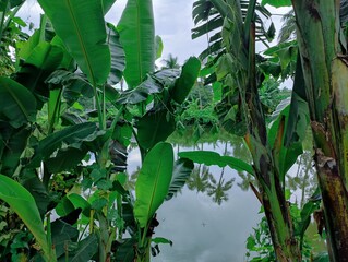 Close-up of green leaves highlighting natural beauty and freshness